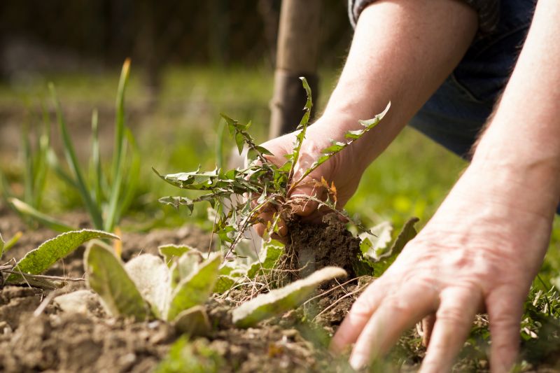 Weeding And Mulching detail